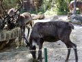 ZOO-Viden 24 srpen 2014 837.JPG